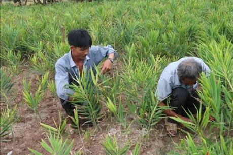 Sẽ chuyển đổi trên 126.000 ha đất lúa kém hiệu quả 