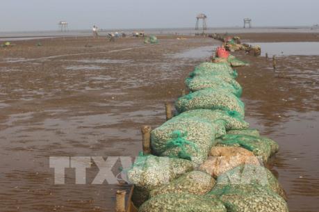 Đau xót vì ngao chết trắng đồng