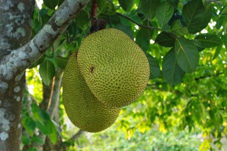 Đồng Tháp chuyển đổi diện tích nông nghiệp sang trồng mít Thái