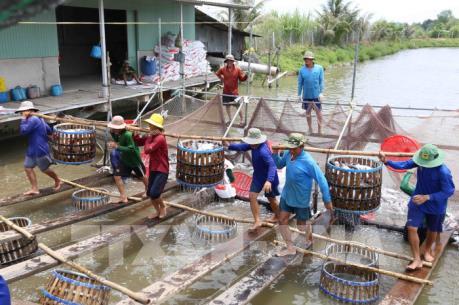 Trà Vinh khuyến khích nông dân khôi phục diện tích nuôi cá tra