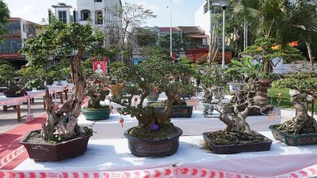 Ứng dụng công nghệ cao trồng hoa và cây cảnh
