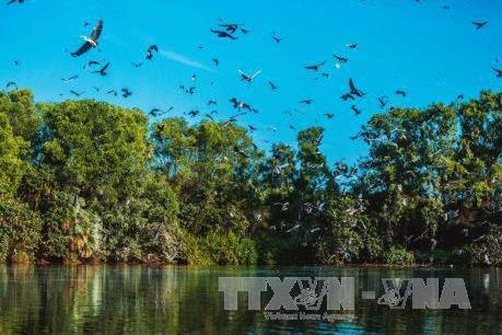 Vườn chim Bạc Liêu trước nguy cơ cháy cực kỳ nguy hiểm