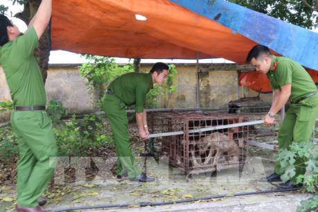 Xử lý đàn chó cắn bé trai tử vong tại Hưng Yên