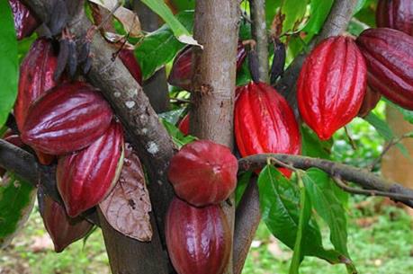 Niềm vui từ trái ca cao Trà Vinh