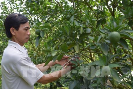 Độc đáo mô hình “vườn tôi, nhà mình” ở Đồng Tháp