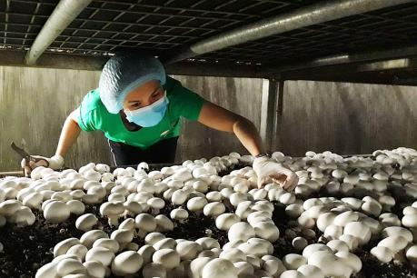 Khánh Hòa phát triển nấm hữu cơ thành cây chủ lực