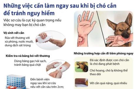 Những việc cần làm sau khi bị chó cắn để tránh nguy hiểm