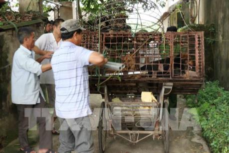 Xử lý nghiêm các trường hợp nuôi chó thả rông