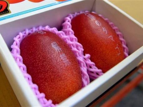 Gần 4.500 USD cho một cặp xoài Nhật Bản