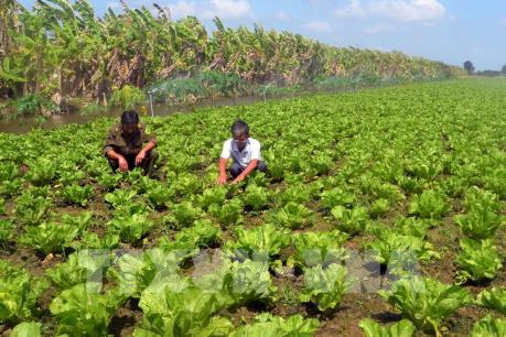 Nông dân vùng kiểm soát lũ phát triển rau màu, phá thế độc canh cây lúa