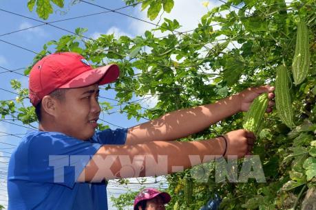 U Minh Thượng xây dựng mô hình trồng rau bản địa sạch