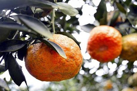 Thực hư thông tin vườn cam của người dân ở Hàm Yên bị đốt cháy?