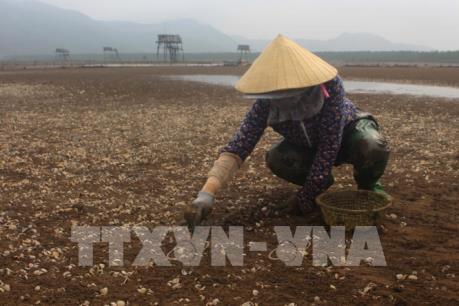 Đã tìm ra nguyên nhân ngao chết hàng loạt ở Thanh Hóa