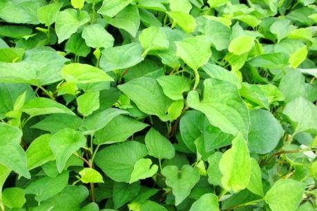 Quảng Ngãi trồng diếp cá trên đất lúa kém hiệu quả