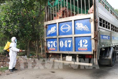 Có 12 ổ dịch tả lợn châu Phi qua 30 ngày không phát sinh lợn mắc bệnh