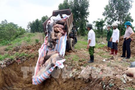 Dập dịch tả lợn châu Phi: Nước xa có cứu được lửa gần?