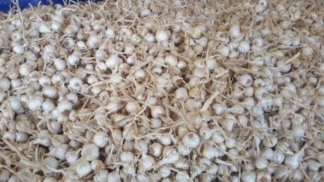 Công bố đường dây nóng bảo vệ thương hiệu tỏi Lý Sơn