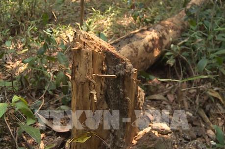 Rừng chết dần do người dân ồ ạt bóc trộm vỏ cây thông bán kiếm tiền