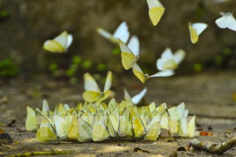 Đẹp ngỡ ngàng mùa bướm rừng Cúc Phương