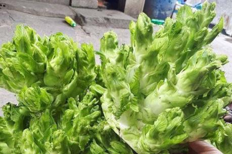 Tràn lan rau quả gắn mác Việt dù xuất xứ không rõ ràng