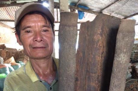 Cây quế khủng cho hơn 300 ký vỏ tươi