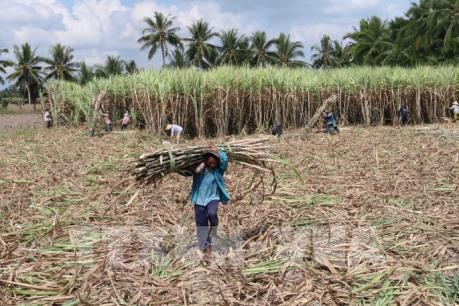 Mía đường Trà Vinh thông báo chính sách đầu tư, thu mua mía