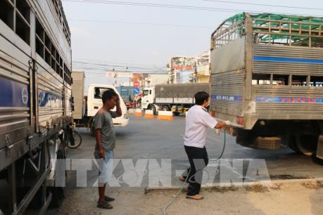 Dịch tả lợn châu Phi và kinh nghiệm phòng chống từ Tp. Hồ Chí Minh