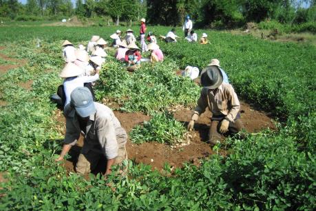 Trà Vinh: Vụ lạc Đông Xuân thất thu cả giá lẫn năng suất