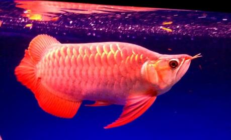 Australia bắt giữ hành khách nhập cảnh mang theo cá rồng quý hiếm