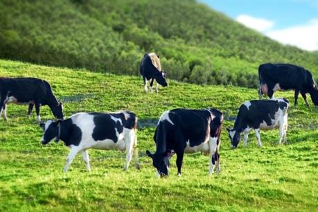 Vinamilk chính thức mua công khai gần 47% cổ phần GTNfoods