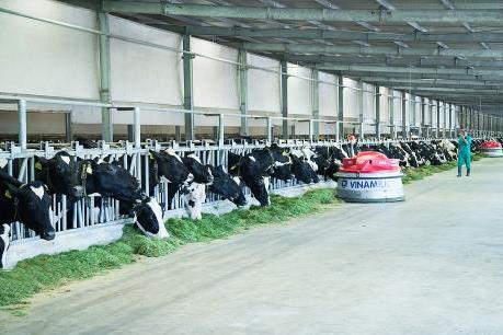 Việt Nam sở hữu hệ thống trang trại bò sữa chuẩn Global G.A.P lớn nhất châu Á