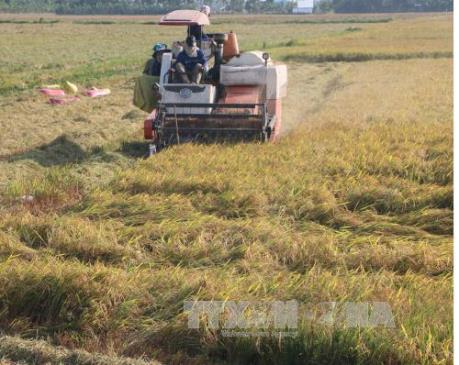 Ứng dụng cơ giới hóa nông nghiệp vẫn thấp