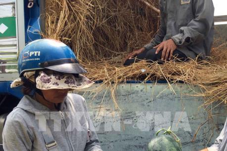 Tem dán trên dưa hấu Quảng Nam là tem truy xuất nguồn gốc