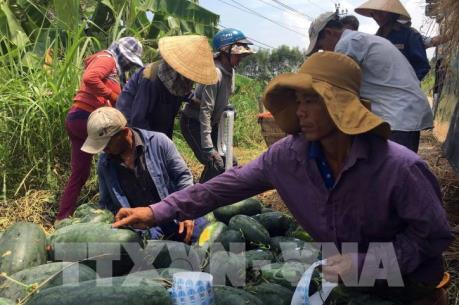 Quảng Nam lo việc tiêu thụ dưa hấu phải dùng tem truy xuất nước ngoài