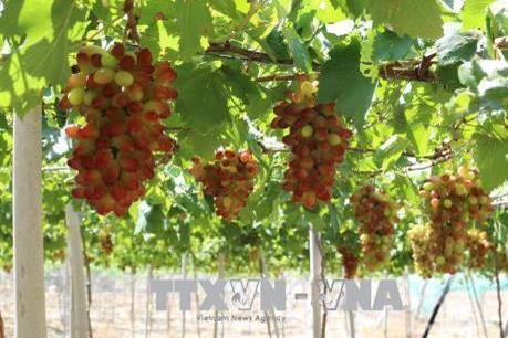 Ninh Thuận sẽ có cơ chế khuyến khích trồng nho công nghệ cao