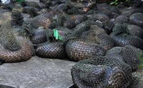 Bắt giữ xe ô tô vận chuyển trái phép hàng trăm kg tê tê