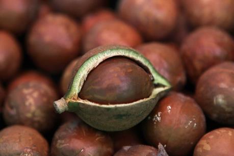  Hạt mắc ca Lâm Đồng đặt chân vào thị trường Hàn Quốc, Singapore