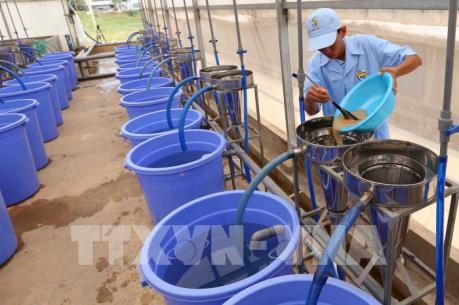 Long An quản lý chặt việc ương cá tra giống