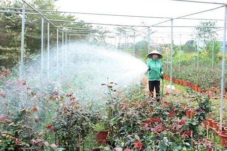Thu nhập cả tỷ đồng từ trồng hoa, cây cảnh