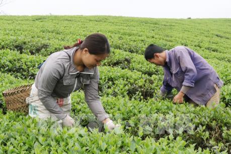 Đặt mục tiêu ít nhất 50 sản phẩm của Thái Nguyên đạt chuẩn OCOP