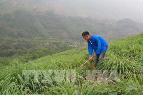 Hướng thoát nghèo mới cho nông dân Lào Cai