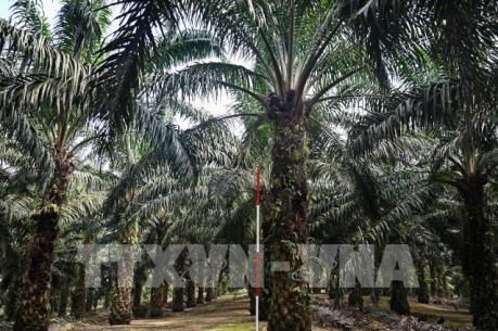 Malaysia ưu tiên giải quyết “khủng hoảng dầu cọ” với Ấn Độ