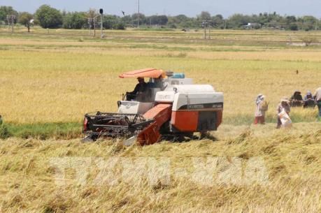 Giá lúa tươi thương phẩm ở Trà Vinh tăng trở lại
