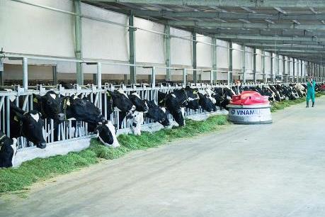 Công ty Bò sữa Việt Nam phát triển trang trại chăn nuôi theo hướng chuẩn mực quốc tế