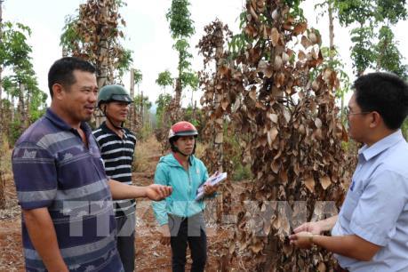 Hồ tiêu rớt giá liên tục, người dân khó trăm bề