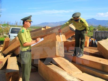 Xử phạt 245 triệu đồng do vận chuyển trái phép hơn 6.000 m3 gỗ