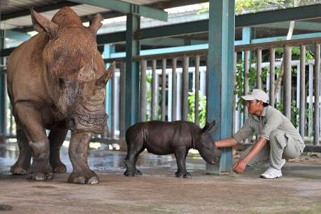 Hồi hộp canh tê giác sinh con