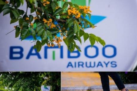 Rực rỡ sắc vàng giáng hương trên phố biển Sầm Sơn