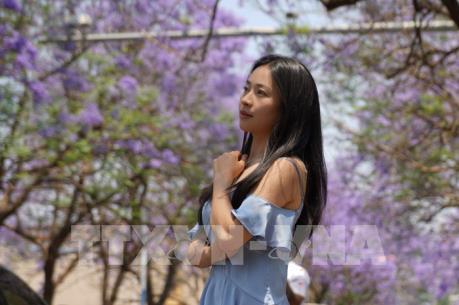 Trung Quốc: Hoa phượng tím khoe sắc