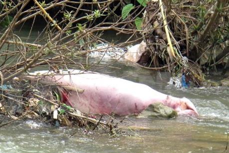 Phát hiện hàng trăm con lợn chết trôi trên sông Hóa